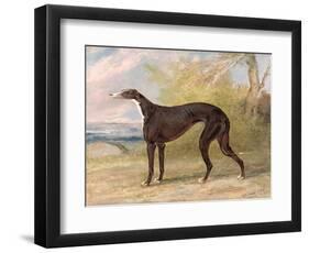 One of George Lane Fox's Winning Greyhounds: the Black and White Greyhound Bitch, Juno-George Garrard-Framed Premium Giclee Print