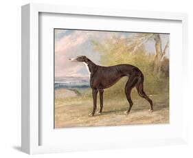 One of George Lane Fox's Winning Greyhounds: the Black and White Greyhound Bitch, Juno-George Garrard-Framed Premium Giclee Print