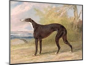 One of George Lane Fox's Winning Greyhounds: the Black and White Greyhound Bitch, Juno-George Garrard-Mounted Premium Giclee Print