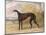 One of George Lane Fox's Winning Greyhounds: the Black and White Greyhound Bitch, Juno-George Garrard-Mounted Premium Giclee Print
