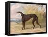 One of George Lane Fox's Winning Greyhounds: the Black and White Greyhound Bitch, Juno-George Garrard-Framed Stretched Canvas