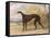 One of George Lane Fox's Winning Greyhounds: the Black and White Greyhound Bitch, Juno-George Garrard-Framed Stretched Canvas