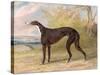 One of George Lane Fox's Winning Greyhounds: the Black and White Greyhound Bitch, Juno-George Garrard-Stretched Canvas