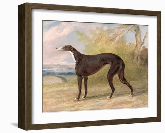 One of George Lane Fox's Winning Greyhounds: the Black and White Greyhound Bitch, Juno-George Garrard-Framed Giclee Print