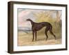 One of George Lane Fox's Winning Greyhounds: the Black and White Greyhound Bitch, Juno-George Garrard-Framed Giclee Print