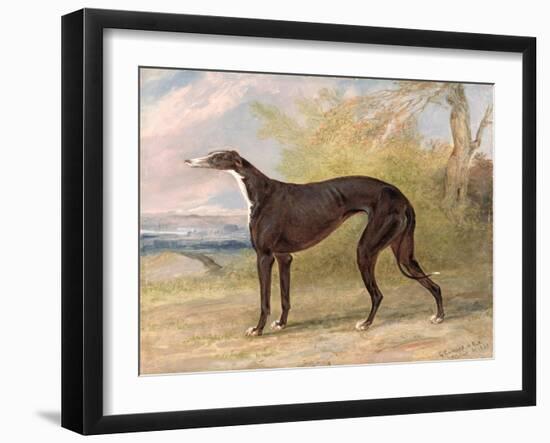 One of George Lane Fox's Winning Greyhounds: the Black and White Greyhound Bitch, Juno-George Garrard-Framed Giclee Print