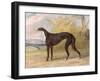 One of George Lane Fox's Winning Greyhounds: the Black and White Greyhound Bitch, Juno-George Garrard-Framed Giclee Print