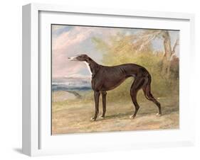 One of George Lane Fox's Winning Greyhounds: the Black and White Greyhound Bitch, Juno-George Garrard-Framed Giclee Print