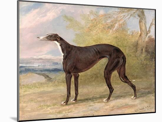 One of George Lane Fox's Winning Greyhounds: the Black and White Greyhound Bitch, Juno-George Garrard-Mounted Giclee Print