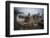 One of Many Trees Washed Up Upon the Shore of Alki Beach, West Seattle, Washington-Dan Holz-Framed Photographic Print