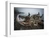 One of Many Trees Washed Up Upon the Shore of Alki Beach, West Seattle, Washington-Dan Holz-Framed Photographic Print