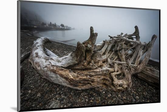 One of Many Trees Washed Up Upon the Shore of Alki Beach, West Seattle, Washington-Dan Holz-Mounted Photographic Print