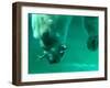 One of the Polar Bears at Budapest Zoo Catches a Fish in Her Mouth While Diving in the Pool-null-Framed Photographic Print