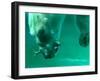 One of the Polar Bears at Budapest Zoo Catches a Fish in Her Mouth While Diving in the Pool-null-Framed Photographic Print