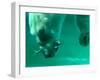 One of the Polar Bears at Budapest Zoo Catches a Fish in Her Mouth While Diving in the Pool-null-Framed Photographic Print