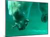 One of the Polar Bears at Budapest Zoo Catches a Fish in Her Mouth While Diving in the Pool-null-Mounted Photographic Print
