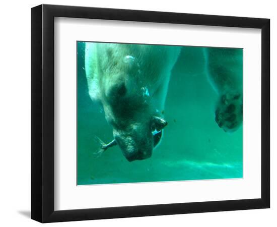 Premium Photographic Print, , large