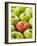 One Red Apple Among Green Apples-Greg Elms-Framed Photographic Print