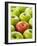 One Red Apple Among Green Apples-Greg Elms-Framed Photographic Print