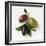 One Red, One Green and One Black Olive-Luzia Ellert-Framed Photographic Print