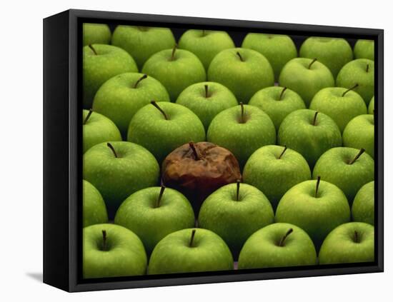 One Rotten Apple Amongst Other Green Apples-Miller John-Framed Stretched Canvas