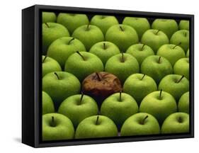 One Rotten Apple Amongst Other Green Apples-Miller John-Framed Stretched Canvas