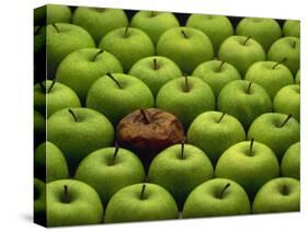 One Rotten Apple Amongst Other Green Apples-Miller John-Stretched Canvas