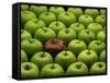 One Rotten Apple Amongst Other Green Apples-Miller John-Framed Stretched Canvas