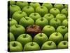 One Rotten Apple Amongst Other Green Apples-Miller John-Stretched Canvas