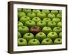 One Rotten Apple Amongst Other Green Apples-Miller John-Framed Photographic Print