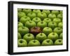 One Rotten Apple Amongst Other Green Apples-Miller John-Framed Photographic Print