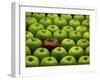 One Rotten Apple Amongst Other Green Apples-Miller John-Framed Photographic Print