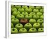 One Rotten Apple Amongst Other Green Apples-Miller John-Framed Photographic Print