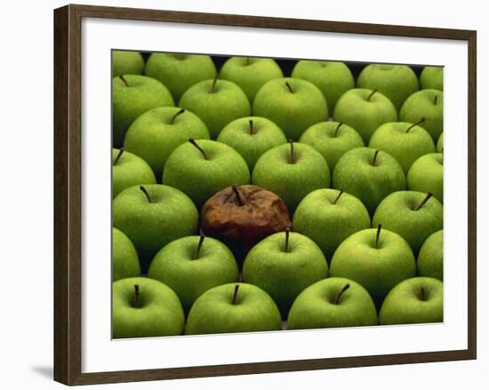 One Rotten Apple Amongst Other Green Apples-Miller John-Framed Photographic Print