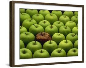 One Rotten Apple Amongst Other Green Apples-Miller John-Framed Photographic Print