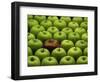 One Rotten Apple Amongst Other Green Apples-Miller John-Framed Photographic Print