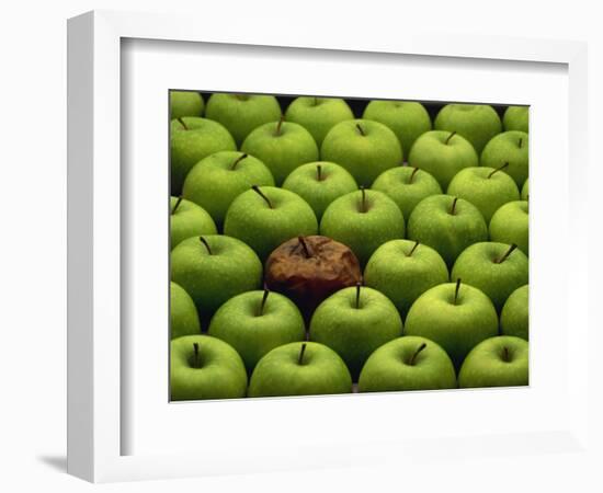 One Rotten Apple Amongst Other Green Apples-Miller John-Framed Photographic Print