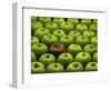 One Rotten Apple Amongst Other Green Apples-Miller John-Framed Photographic Print