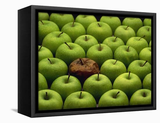 One Rotten Apple Amongst Other Green Apples-Miller John-Framed Stretched Canvas