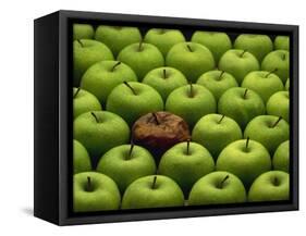 One Rotten Apple Amongst Other Green Apples-Miller John-Framed Stretched Canvas