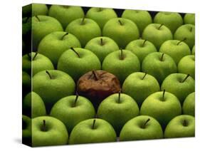 One Rotten Apple Amongst Other Green Apples-Miller John-Stretched Canvas