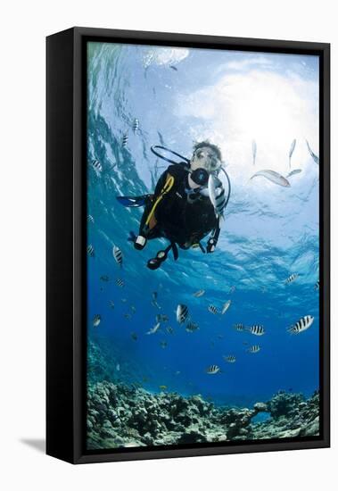 One Scuba Diver Diving in Shallow Water-Mark Doherty-Framed Stretched Canvas