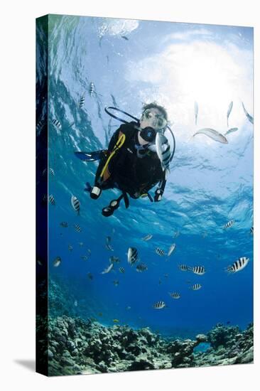 One Scuba Diver Diving in Shallow Water-Mark Doherty-Stretched Canvas