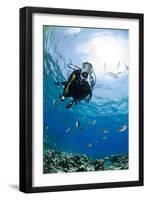 One Scuba Diver Diving in Shallow Water-Mark Doherty-Framed Photographic Print