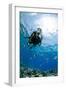 One Scuba Diver Diving in Shallow Water-Mark Doherty-Framed Photographic Print