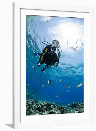 One Scuba Diver Diving in Shallow Water-Mark Doherty-Framed Photographic Print