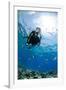 One Scuba Diver Diving in Shallow Water-Mark Doherty-Framed Photographic Print