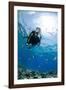 One Scuba Diver Diving in Shallow Water-Mark Doherty-Framed Photographic Print