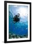 One Scuba Diver Diving in Shallow Water-Mark Doherty-Framed Photographic Print