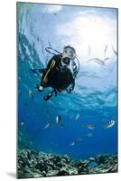 One Scuba Diver Diving in Shallow Water-Mark Doherty-Mounted Photographic Print